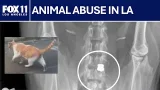 Animal advocates raise alarm over abuse cases involving dogs, cats in South Los Angeles
