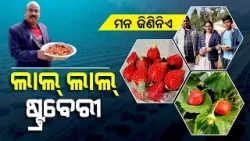 SHG women in Kandhamal earns good through strawberry farming