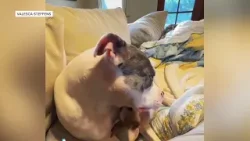 Off duty officer shots and kills Clifton dog