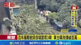 三立獨家｜百年龍眼樹突倒塌壓壞3車! 車主嘆:財損破百萬 車主:調解若不成考慮提告｜記者 張浩譯 溫佩穎｜新聞一把抓20260303｜三立新聞台