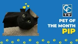 Meet Pip, our Pet of the Month from the Animal Welfare League of Charlotte County!