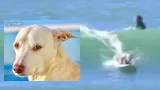 Surfing therapy dog battling cancer Surfing therapy dog battling cancer