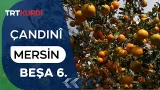 Çandinî - Beşa 6. (Mersin)