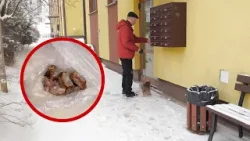 Kolejny truciciel zwierząt?  Mieszkańcy Osiedla Gigant coraz częściej znajdują zatrute jedzenie