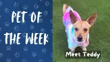 Pet of the Week: Meet Teddy! Pet of the Week: Meet Teddy!
