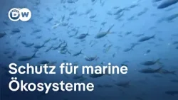 Hochseeschutz-Abkommen: Neue Regeln für die Ozeane | DW Nachrichten