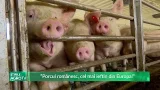 ”Porcul românesc, cel mai ieftin din Europa!” 26 02 2026