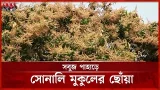 সোনালি মুকুলে ভরা খাগড়াছড়ির আম বাগান, কৃষকদের মুখে হাসি | Khagrachari Mango Farming | Seasonal Fruit সোনালি মুকুলে ভরা খাগড়াছড়ির আম বাগান, কৃষকদের মুখে হাসি | Khagrachari Mango Farming | Seasonal Fruit