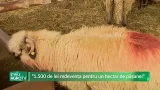 “1 500 de lei redevența pentru un hectar de pășune!” 26 02 2026