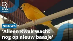 Jarig dierenasiel plaatst al honderden dieren | Rijnmond