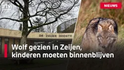Een wolf zorgt voor onrust in Zeijen | RTV Drenthe