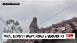 Viral Monyet Bawa Pisau dan Wanita Joget dengan Pesut