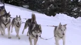 NBC News correspondents have a dog sledding race in the Italian Alps
