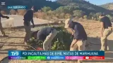 PDI incauta más de 8 mil plantas y cerca de 8 kilos de droga procesada en San Fernando