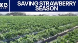 Farmers sacrificing to save strawberry season