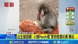 出生被拋棄! 小猴Panchi君"緊抱猩猩玩偶"暴紅 雲端姨融化! Panchi君融入猴群 開心盪鞦韆│記者 古芙仙 郭彥廷│新聞一把抓20260220│三立新聞台 出生被拋棄! 小猴Panchi君"緊抱猩猩玩偶"暴紅 雲端姨融化! Panchi君融入猴群 開心盪鞦韆│記者 古芙仙 郭彥廷│新聞一把抓20260220│三立新聞台