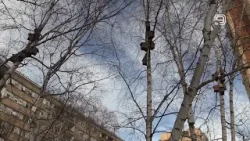 TV KANAL 9, NOVI SAD: JANUARSKE "PTICE MOJE HRANILICE"