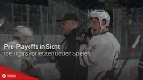 Pre-Playoffs in Sicht: Ice Tigers vor letzten beiden Spielen