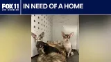 Dogs rescued from house fire up for adoption