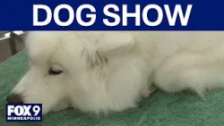 Land O'Lakes Dog Show runs through Sunday Land O'Lakes Dog Show runs through Sunday