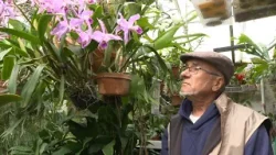 Orchideák birodalma