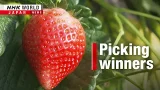 Japanese strawberries find sweet spot overseasーNHK WORLD-JAPAN NEWS