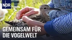 Bauer und Biologin im Rettungseinsatz für den Brachvogel | die nordstory | NDR Doku