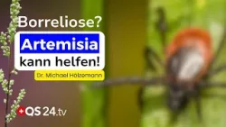 Verzweifelt wegen Borreliose? Das sollten Sie über Artemisia wissen! | Erfahrungsmedizin | QS24