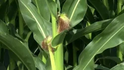 Poljoprivrednici čekaju rasplet oko nove EU omotnice za agrarni sektor