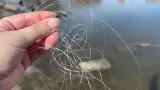 Discarded fishing line poses danger to ducks at Clearfield pond