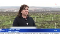 Exporturi record și pierderi în pomicultură: un an al contrastelor pentru agricultura moldovenească