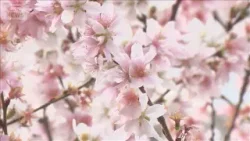 真冬の銀座で“桜満開”　季節外れ都心15℃超え　全国ご当地鍋イベントも盛況【もっと知りたい！】【グッド！モーニング】(2026年1月18日)