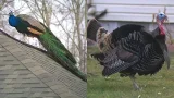 Neighbors rally to protect peacocks and turkeys on Salt Lake City's west side
