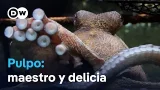 El pulpo, un animal fascinante y plato estrella en Galicia El pulpo, un animal fascinante y plato estrella en Galicia