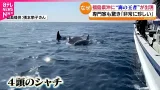 【出現】福島沖に4頭のシャチ 船に近づき… 専門家｢非常にめずらしい｣　福島　NNNセレクション