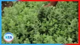 ASAL Farmers Tap Global Herb Market for Millions