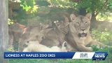 Naples Zoo's beloved African lioness dies at age 20 Naples Zoo's beloved African lioness dies at age 20