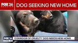 'Corridor of Cruelty' dog seeking new home 'Corridor of Cruelty' dog seeking new home