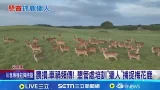 墾丁"鹿災"! 墾管處培訓"獵人"課程 捕捉圈養  農損.車禍頻傳! 墾管處培訓"獵人"捕捉梅花鹿  │記者 陳俞安 朱俊傑 │新聞一把抓20260121│三立新聞台