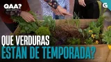 Que HORTALIZAS e VERDURAS están de temporada? | QUEN ANDA AÍ? Que HORTALIZAS e VERDURAS están de temporada? | QUEN ANDA AÍ?