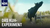 Reupload: Hochleistungs-Milchvieh - Wie viel Instinkt steckt in der Kuh? | Doku | NDR Story Reupload: Hochleistungs-Milchvieh - Wie viel Instinkt steckt in der Kuh? | Doku | NDR Story