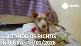 Soltando os Bichos - 18/01/2026