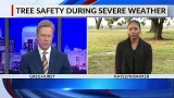 Tree safety during severe weather