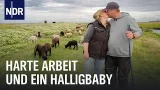 Generationswechsel auf Hallig Hooge | Die Nordreportage | NDR Doku