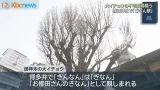 櫛田神社「ぎなん祭り」御神木の大イチョウ　長寿と繁栄願う