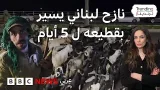 النزوح يجبر راعياً لبنانياً على السير 5 أيام مع قطيعه هرباً من القصف