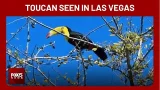 Toucan spotted for months throughout northwest Las Vegas Valley