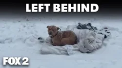 Detroit dog left behind in the cold rescued and given new home