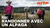 L’alpaga, le nouveau chouchou | ARTE Regards L’alpaga, le nouveau chouchou | ARTE Regards