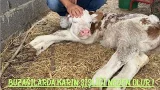 Buzağılarda Karın Şişliği Neden Olur !